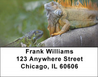 Iguana Be Cool Address Labels | LBZANI-89