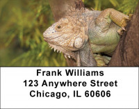 Iguana Be Cool Address Labels | LBZANI-89