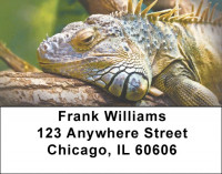 Iguana Be Cool Address Labels | LBZANI-89