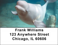 Beluga Address Labels | LBZANJ-14