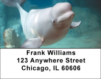 Beluga Address Labels | LBZANJ-14