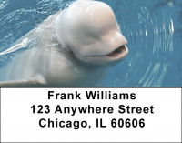 Beluga Address Labels | LBZANJ-14