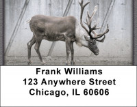 Rudolph Address Labels | LBZANJ-23