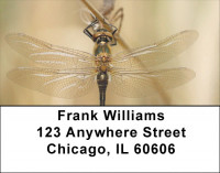 Dragonfly Maneuvers Address Labels | LBZANJ-32