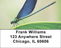 Dragonfly Maneuvers Address Labels | LBZANJ-32