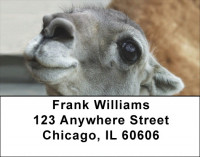 Llama Address Labels | LBZANJ-38