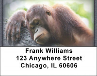 Monkeys Address Labels | LBZANJ-42