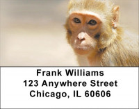 Monkey Days Address Labels | LBZANJ-44