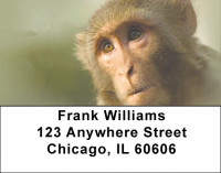 Monkey Days Address Labels | LBZANJ-44