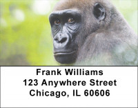 Whatcha Thinkin Address Labels | LBZANJ-45