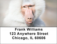 Baboon Business Address Labels | LBZANJ-46