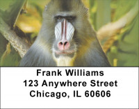 Baboon Business Address Labels | LBZANJ-46