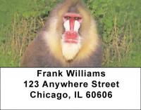 Baboon Business Address Labels | LBZANJ-46