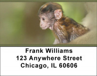 Baby Monkeys Address Labels | LBZANJ-47