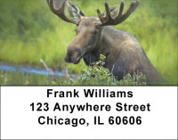 Moose Address Labels | LBZANJ-48