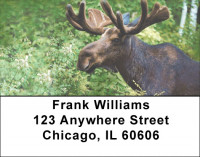 Moose Address Labels | LBZANJ-48