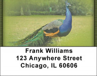 Peacock Parade Address Labels | LBZANJ-53