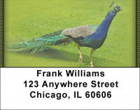 Peacock Parade Address Labels | LBZANJ-53