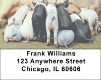 Pigs Address Labels | LBZANJ-58