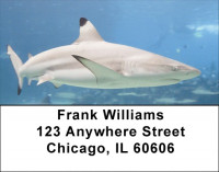 Shark Infested Waters Address Labels | LBZANJ-64