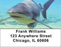 Shark Infested Waters Address Labels | LBZANJ-64