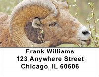 Big Horn Sheep Address Labels | LBZANJ-66