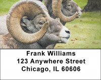 Big Horn Sheep Address Labels | LBZANJ-66