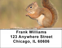 Squirrel Time Address Labels | LBZANJ-74