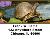 Box Turtles Address Labels | LBZANJ-83