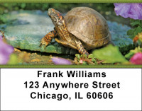 Box Turtles Address Labels | LBZANJ-83