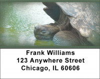 Giant Turtles Address Labels | LBZANJ-84
