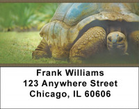 Giant Turtles Address Labels | LBZANJ-84