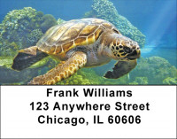 Swimming Sea Turtles Address Labels | LBZANJ-85