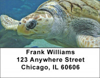Swimming Sea Turtles Address Labels | LBZANJ-85