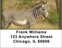 Zebra In Wild Address Labels | LBZANJ-92