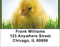 Spring Chicks Address Labels | LBZANK-13