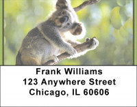 Koala Bears Address Labels | LBZANK-14
