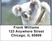 Koala Bears Address Labels | LBZANK-14