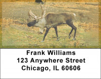 Caribou Address Labels | LBZANK-24