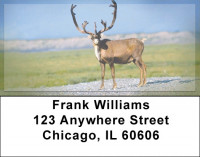 Caribou Address Labels | LBZANK-24