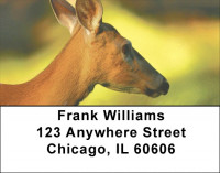 Deer Closeups Address Labels | LBZANK-31