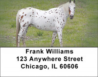 Appaloosa Address Labels | LBZANK-46