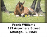 Colts Address Labels | LBZANK-47