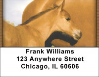 Colts Address Labels | LBZANK-47