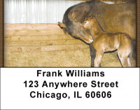 Colts Address Labels | LBZANK-47