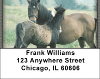 Colts Address Labels | LBZANK-47