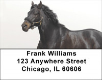 Black Stallions Address Labels | LBZANK-52