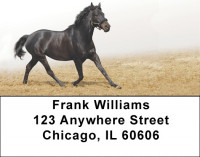 Black Stallions Address Labels | LBZANK-52