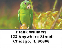 Parakeets On Parade Address Labels | LBZANK-55