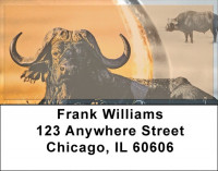 Water Buffalo Address Labels | LBZANK-59